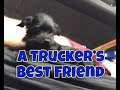 Trucking Dog