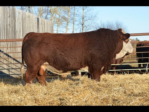 LOT 222H Wolfe Farms 2021