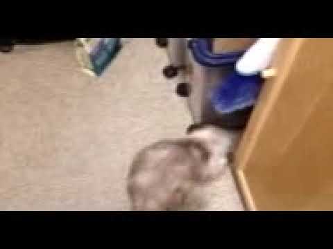 Video of adoptable pet named Aibreann