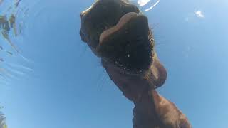 HORSES DRINKING 25 3 2018 001 HORSES DRINKING 25 3 2018 001
