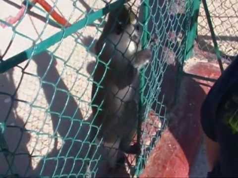 Хургада. Отель Жасмин.  Мартышкин дом.