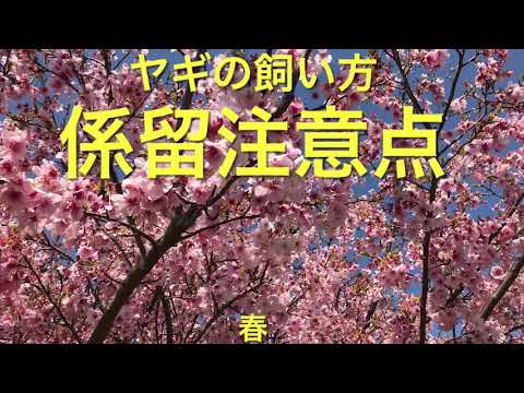 , title : 'ヤギの飼い方NO8 係留注意点　と　春'