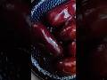 Bengali Dessert Rose Berry Sweet Bangla Sweet Food Shorts Short