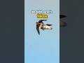 Peregrine Falcon Shorts Feedshorts Burungelang Peregrinefalcon Wildlife