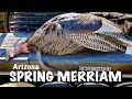 2024 SPRING TURKEY HUNT AZ Bound