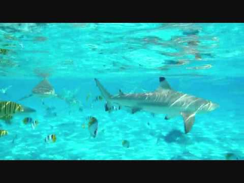 Bora Bora shark snorkeling