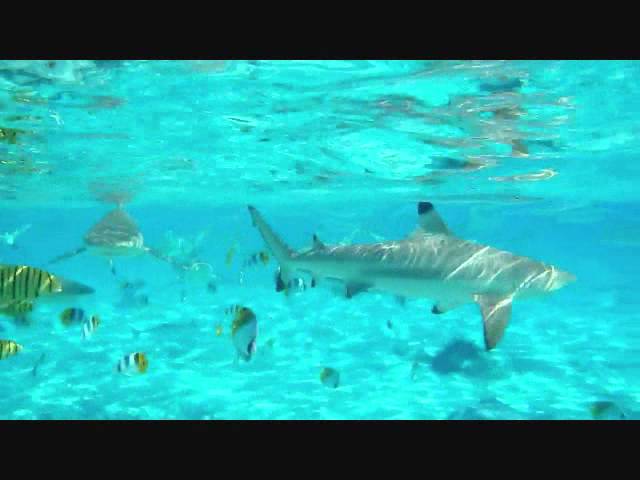 Bora Bora shark snorkeling