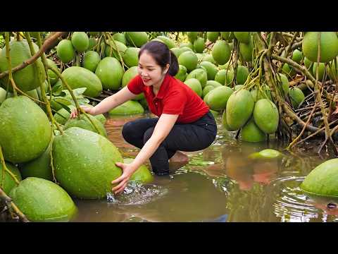 Harvesting 1000+ Green Pomelos from the Garden | Bringing Them to Market to Sell | Hana Market