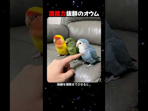 演技力抜群のオウム