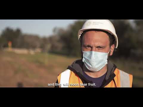 TAP - A Reposição de Oliveiras e Muros de Pedra Seca