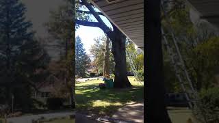 Hazardous Oak Tree Removal