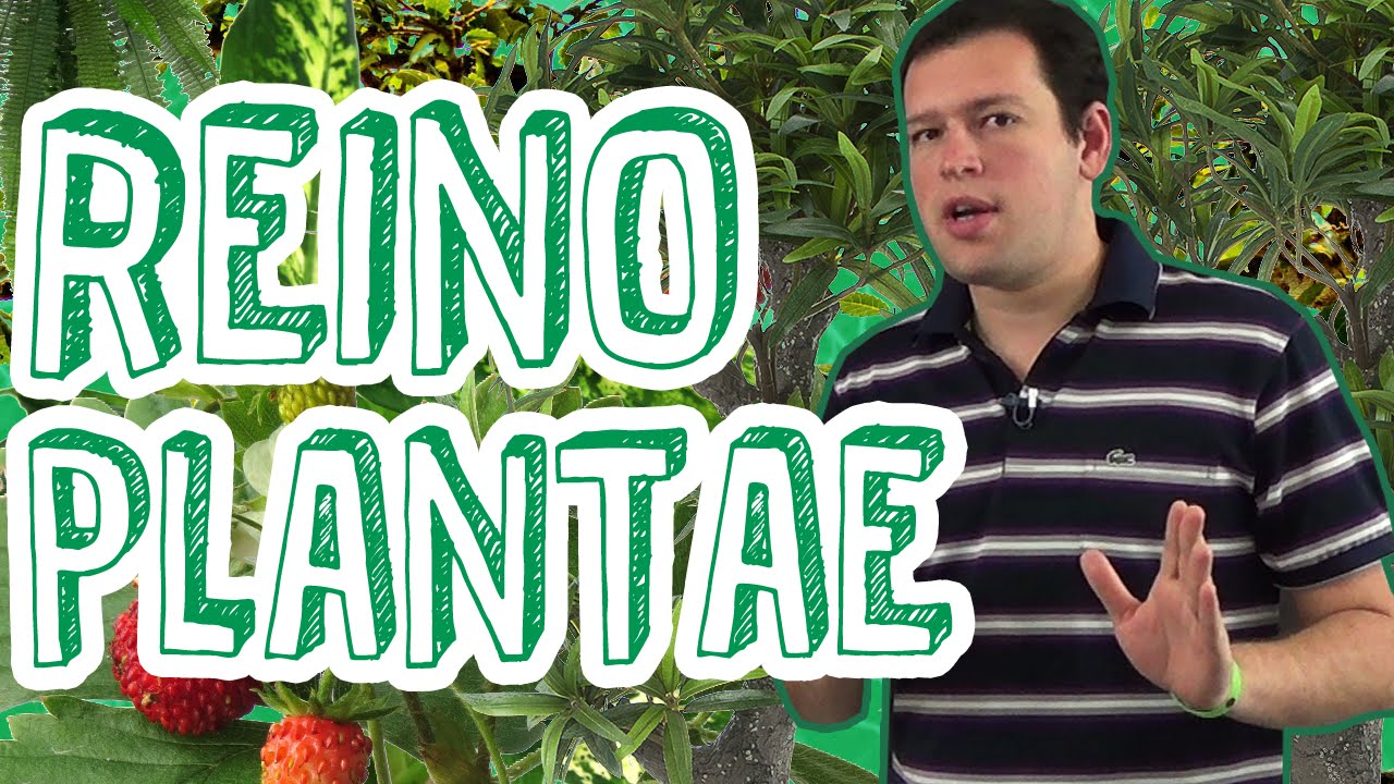 Aula Biologia - Reino Plantae - Visão Geral e Evolução Vegetal para o Enem e Vestibulares - STOODI