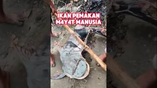 Download lagu Ganges River Bagarius Fish mp3