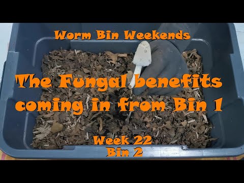 Worm Bin Weekends! Week 22 - Bin 2: The Fungal benefits coming in from Bin 1!