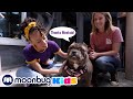 Meekah Visits An Animals Shelter Meekah Explore And Learn Kids TV Videos
