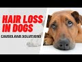 Why Is My Dog Losing Hair? CAUSES and SOLUTION Explained