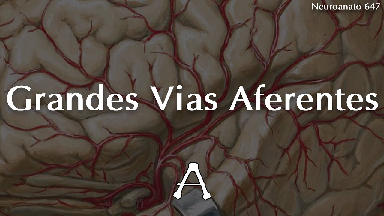 Grandes Vias Aferentes | Neuroanatomia