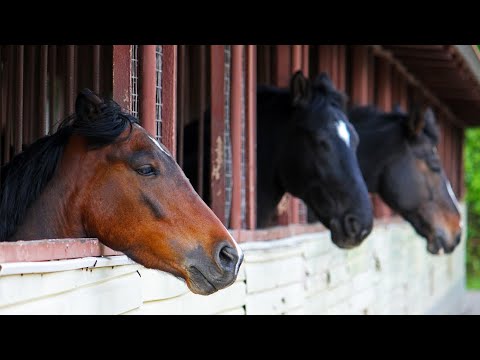 Pferdeklinik an der Rennbahn in Iffezheim