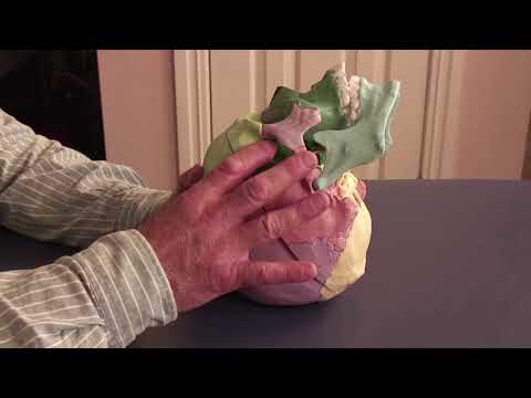 Greater Vault Hold Hand Position - Lyons Institute Biodynamic Craniosacral Therapy