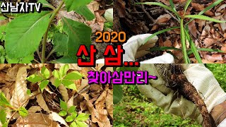 2020 산삼을 찾는 사람들 산삼산행 초보자 산행  잔대 나리잔대 가는잎잔대 목이버섯 주의사항 살모사 독사 …