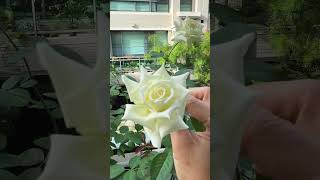 #若望保祿二世玫瑰 Pope John Paul II           《歐的陽台花園》