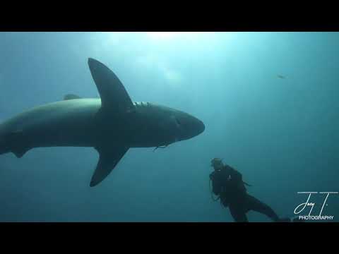 Diver Removes Fishing Hook From Sharks Mouth