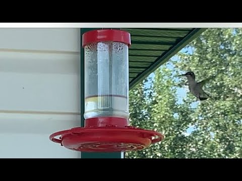 Nauuhaw c hummingbird