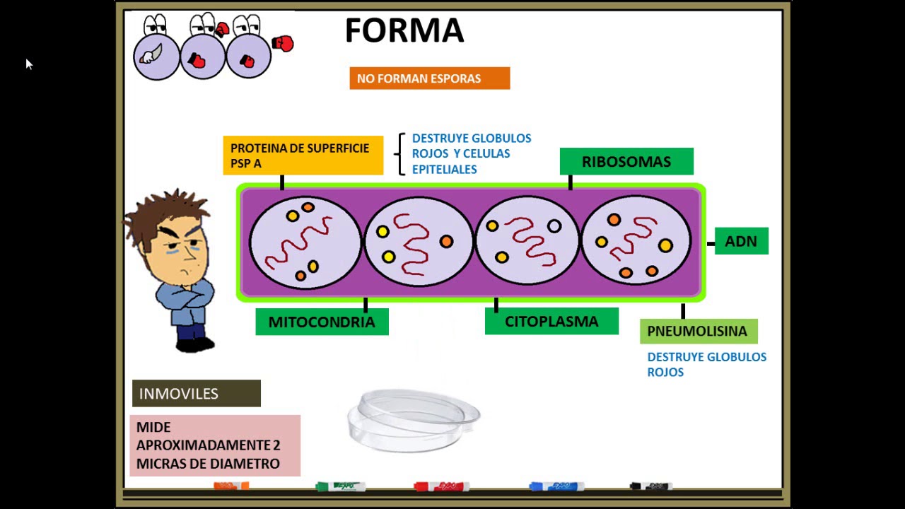 Estreptococo pneumoniae