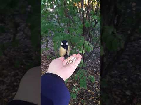 Great Tit (Parus Major) flies to me for seeds