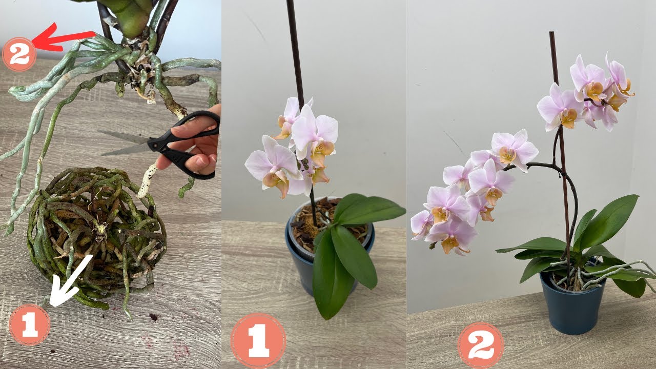 Watch Now Bu yöntemle orkide gençleştirin ve çoğaltın, yeni keiki versin bol çiçek açsın Bu yöntemle orkide gençleştirin ve çoğaltın, yeni keiki versin bol çiçek açsın