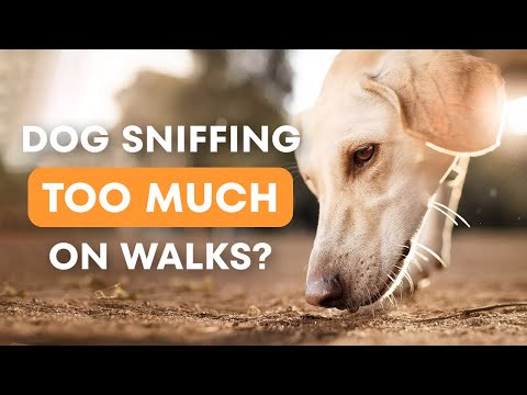 Dog Sniffing Too Much On Walks?