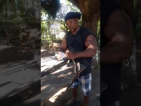 G El rey de culebras barba amaria