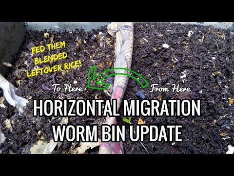 HORIZONTAL MIGRATION WORM BIN UPDATE