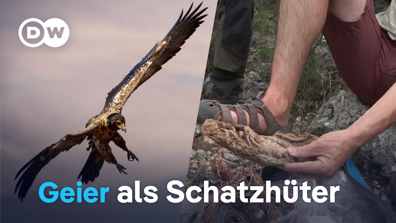 Funde aus der Vergangenheit: Was Geier 700 Jahre lang sammelten