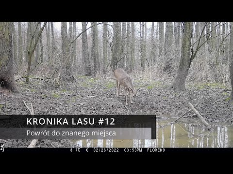 Kronika Lasu #12 - Powrót w znane miejsce, sarny, dziki, jenoty, wiewiórka (fotopułapka)