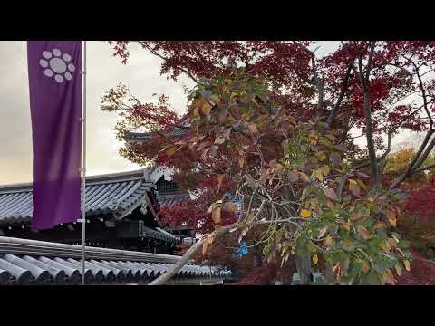 長岡京市：勝竜寺城公園【立命館高等学校2021年度メディアリテラシー長岡京市観光地紹介動画