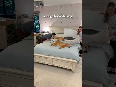 Trying to make a bed with dogs!