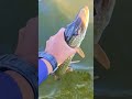 Video Thumbnail for Catch and Release / Snot rocket #short #fishing #subscribe #shorts