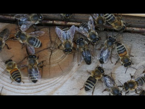 Hur man kan göra 11 starka bisamhällen från 3 Normala bisamhällen. Uppdateringsvideo från 12/08/2022