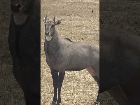 Nilgai😍 #beauty #beautiful #shorts #video #love #nilgai #bluebull #bluecow #bull #wildlife #animals