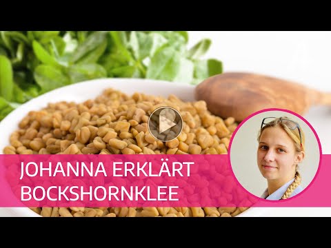 Apotheker Gall - Johanna erklärt Bockshornklee-Samen
