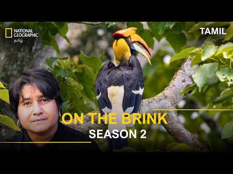 On The Brink Season 2 Episode 4 The Last Guardians of the Hornbill