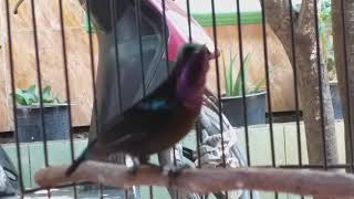 Download lagu Konin mewah gacor isian love bird mp3