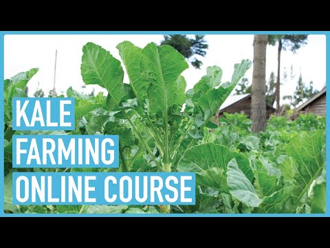 Profitable Pig Farming and Best Practices for success Course Outline