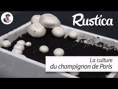 La culture du champignon de Paris