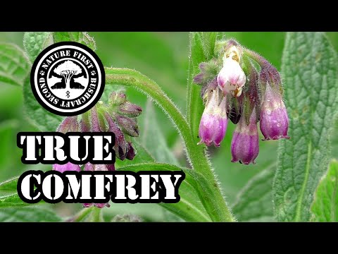 comfrey visszér