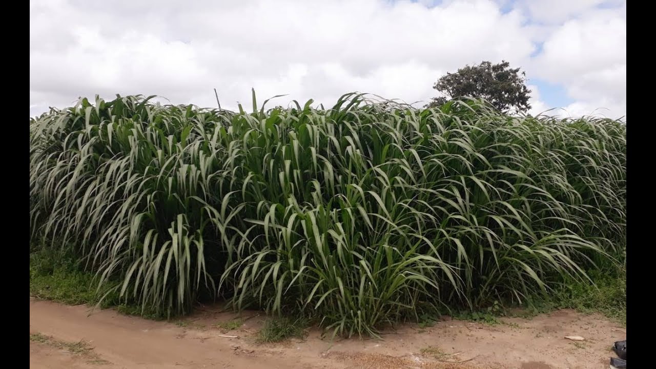 BRS Capiaçu:  70 DIAS DE REBROTA