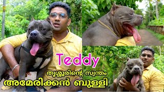 American bully dog Teddy | ECO OWN MEDIA | ജിസേന്റ് ചേട്ടന്റെ ടെഡി 🐶