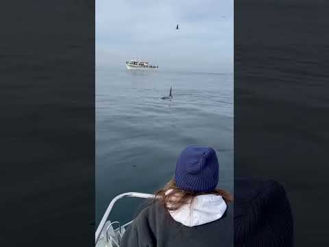 Wild orca TALKING to girl on a boat in Monterey Bay!