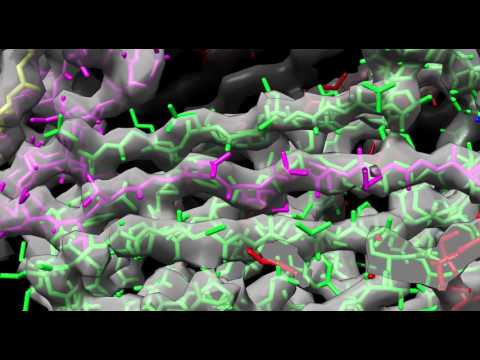 Structure of a Chaperone-Usher pilus, the P pilus, by cryo-Electron Microscopy